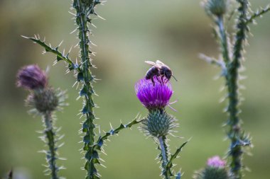 Bir arı nektarı Thistle (lat. otu) çiçek alıyor