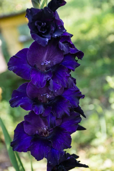 Flores Gladiolo Púrpura Oscuro — Foto de Stock