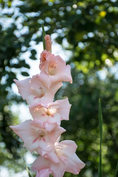 Blommande Ljus Rosa Gladiolus Trädgården — Stockfoto