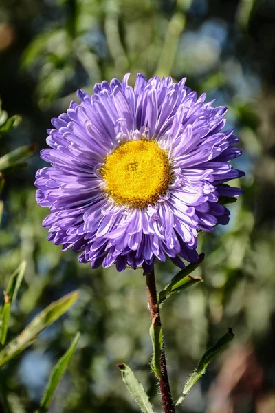 Фиолетовый Астерский Цветок Естественном Фоне — стоковое фото