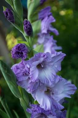 Mor Glayöl çiçek çiçeklenme