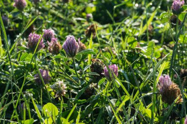 Sabah erkenden Kırmızı yonca