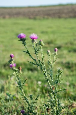 Thistle (Cirsium) üzerinde çayır çiçekli