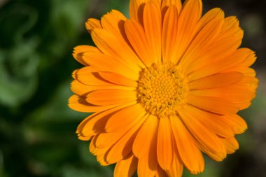 Calendula Officinalis yakın çekim
