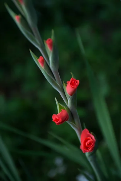 Pąki Kwitnących Kwiatów Mieczyki Zielone Tło — Zdjęcie stockowe