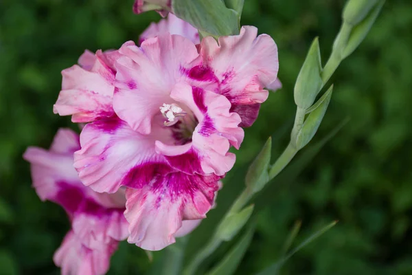 Rosa Gladiolus Grön Bakgrund — Stockfoto