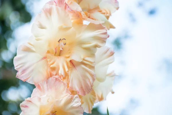 Gladiolus Bonita Cor Suave — Fotografia de Stock