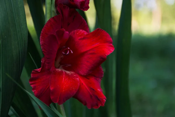 Belo Vermelho Gladiolus Fundo Verde — Fotografia de Stock