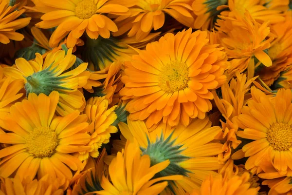 Calendula Flowers Closure Orange Fone — стоковое фото
