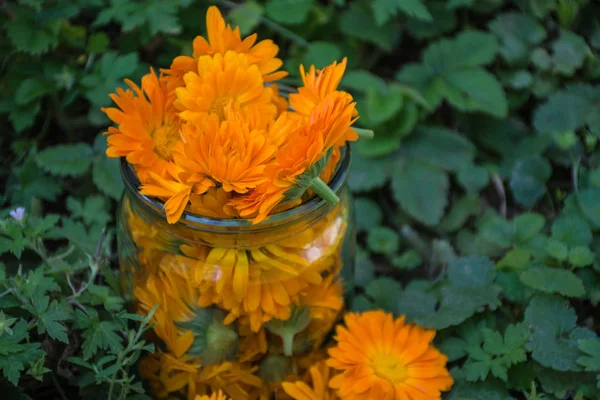 Calendula Flores Tarro Vidrio Sobre Hierba Verde —  Fotos de Stock