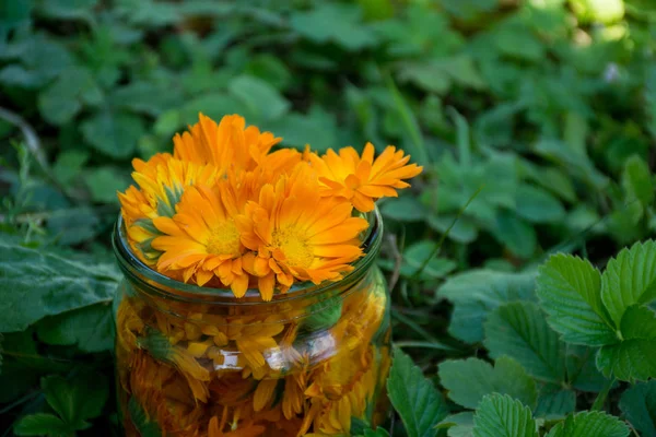 Цветы Календулы Стеклянной Банке Естественном Зеленом Фоне — стоковое фото