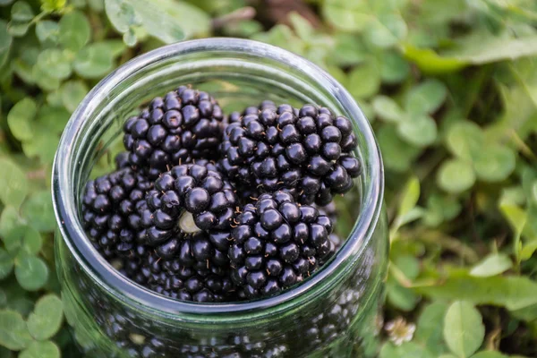 天然背景玻璃罐中的新鲜黑莓 — 图库照片