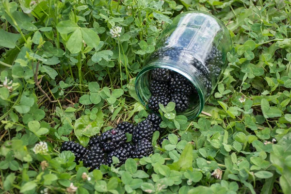 緑の芝生の上のガラスの瓶においしいブラックベリー — ストック写真