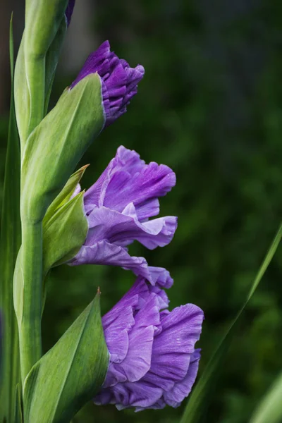 Violetti Gladiolus Side View — kuvapankkivalokuva