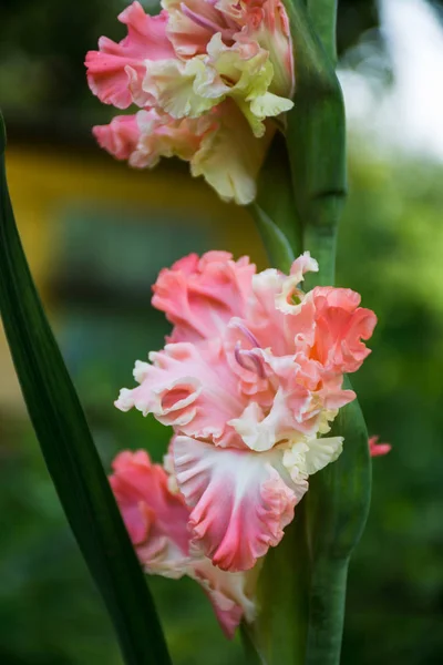 Flor Gladiolus Cor Rosa Claro — Fotografia de Stock