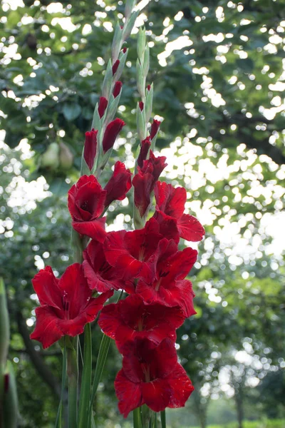 Gladioli Vermelho Bonito Jardim Home — Fotografia de Stock