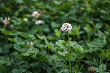 Yeşil zemin üzerine beyaz yonca çiçek