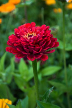 Kırmızı Zinnia çiçek çiçeklenme