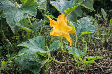 Sarı kabak çiçek çiçeklenme 