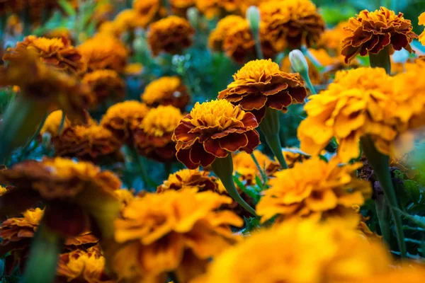 Цветущие Цветы Tagetes Marigold — стоковое фото