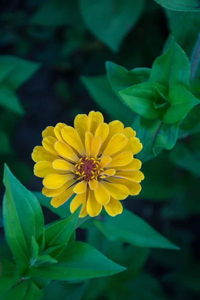 Sarı Zinnia Çiçek Çiçeklenme — Stok fotoğraf