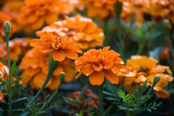 Цветы Оранжевой Мэриголд Капли Росы Лепестках — стоковое фото