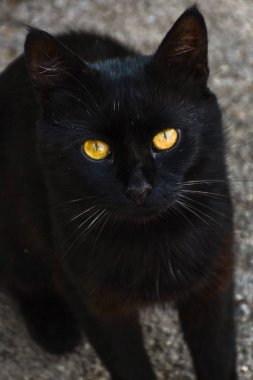 Sarı gözlü kara kedi.