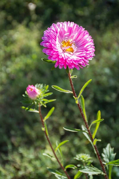 Розовый Астерский Цветок Естественном Фоне — стоковое фото