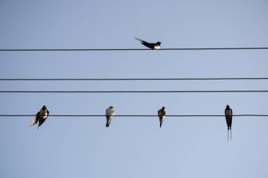 Kırlangıçlar elektrik hatları, mavi gökyüzü arka plan olarak