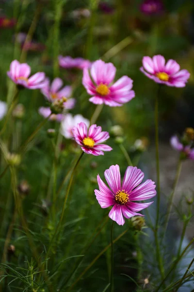 Розовый Космос Cosmea Цветы Саду — стоковое фото