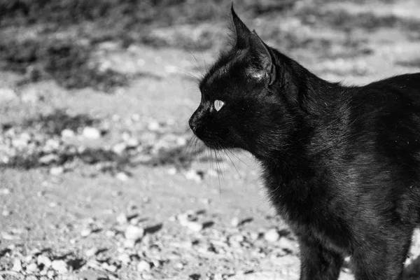 Side View of Black Cat