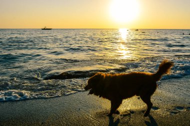Gün batımında deniz kıyısında kırmızı köpek