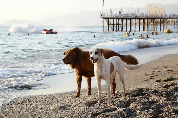 Stray Dogs on the Sea Beach