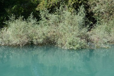 Manavgat Nehri ve ağaçlar, hat kompozisyon