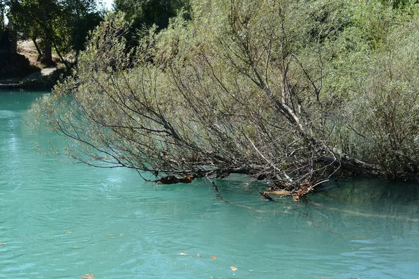 Olive Trees over the Water, Manavgat River