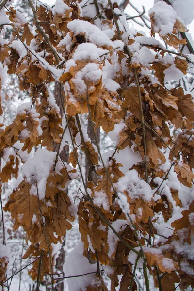 雪の中のオークの葉のクローズ アップ表示 — ストック写真
