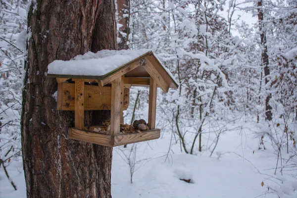 Bird Feeder Winter Snowy Forest — Stockfoto