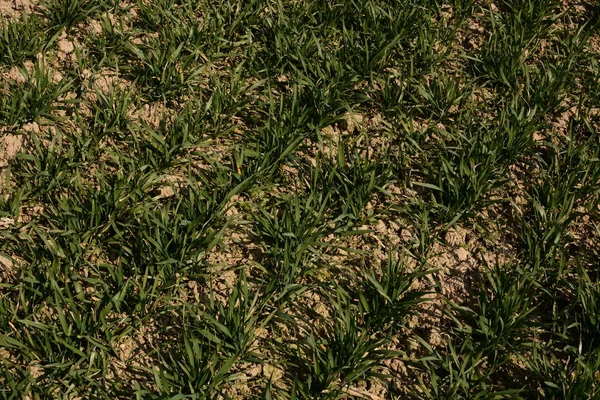 Bahar saati, buğday alanı, arka plan