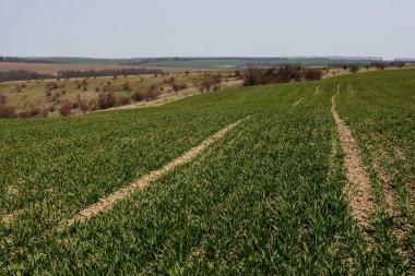 Bahar buğday tarlası ile kırsal peyzaj