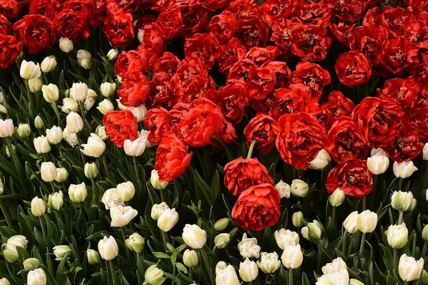 Spring Red and White Tulips