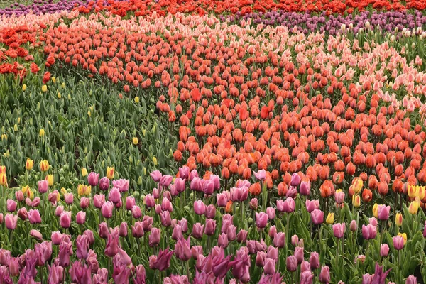 Blühende Bunte Tulpen Stadtpark — Stockfoto