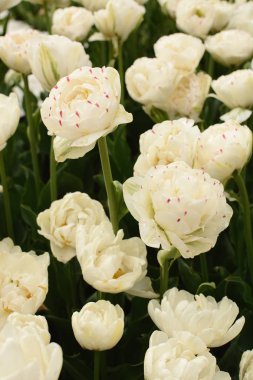 Beyaz Çift Laleglade