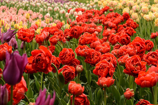 Селективный фокус на красных тюльпанах в цветочном саду
