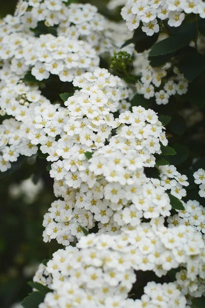 Lindas Flores Brancas Spiraea — Fotografia de Stock