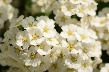 Beyaz Spiraea Çiçekleri Yakın plan