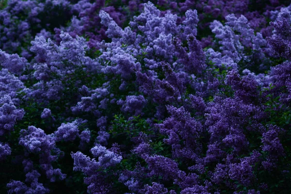 Lila Blommor Kväll Blå Tid — Stockfoto