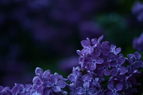 Flores Lila Noche Primer Plano — Foto de Stock