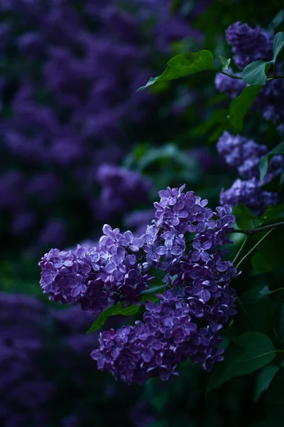 Lila Flores Noche Azul Tiempo —  Fotos de Stock