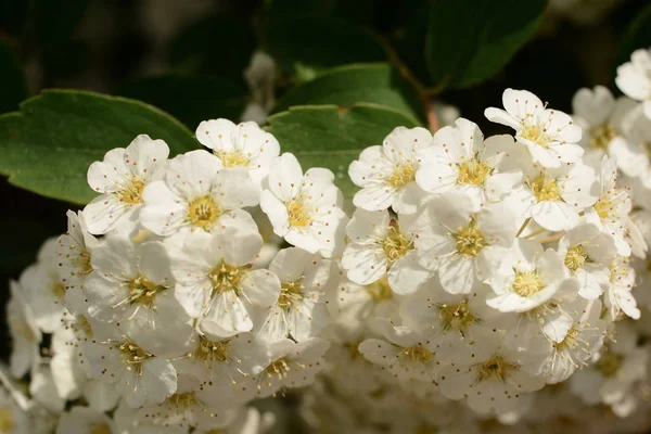 Espiraea Blanca Flores Primer Plano — Foto de Stock