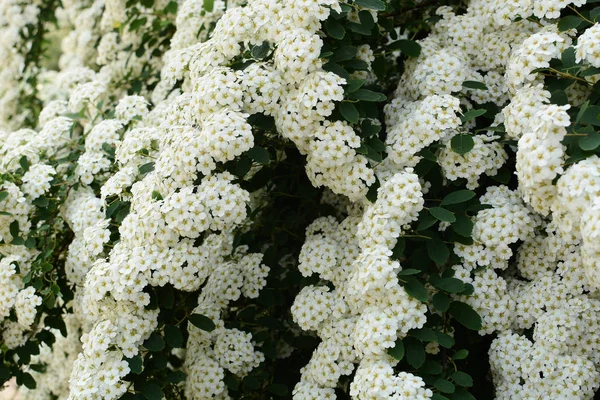 Floração Suave Spiraea Primavera Temporada Fundo — Fotografia de Stock